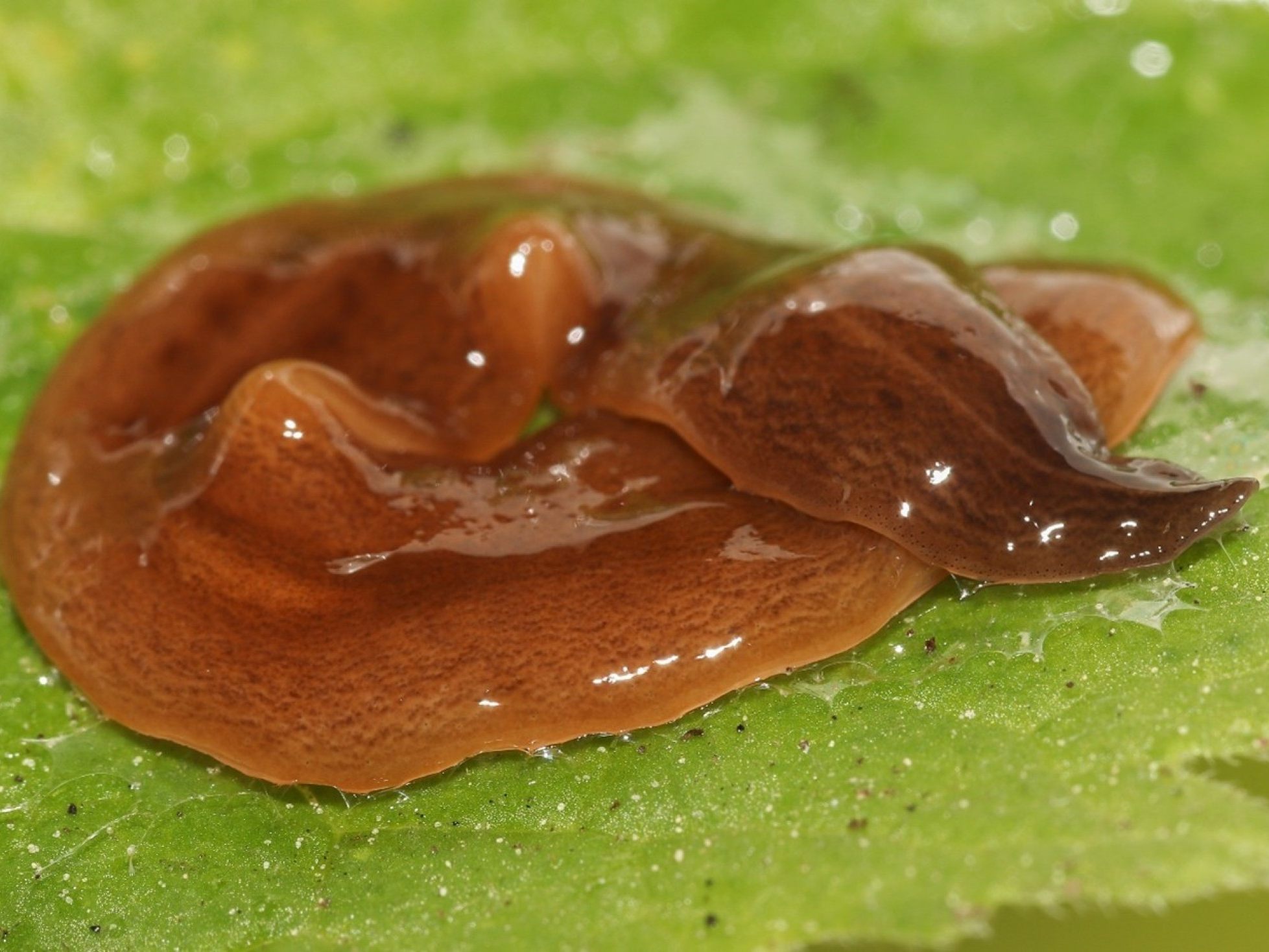 In Österreich gefundenes Exemplar der Plattwurmart Obama nungara.