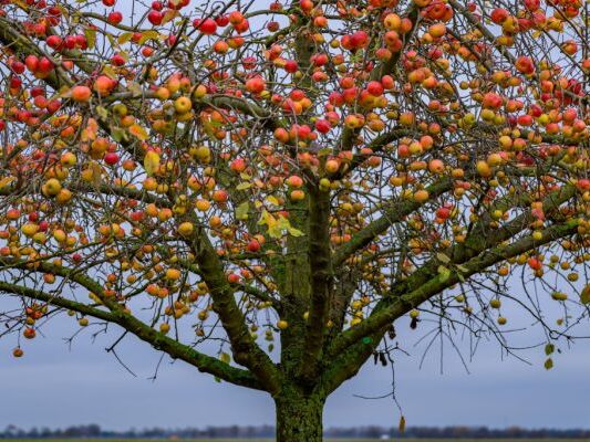 Sehr gute Obsternte in Österreich 2025