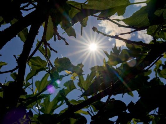 Forscher gelangten zu neuen Einsichten rund um Photosynthese