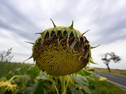 Die Klimaerwärmung macht vielen Teilen der Welt zu schaffen