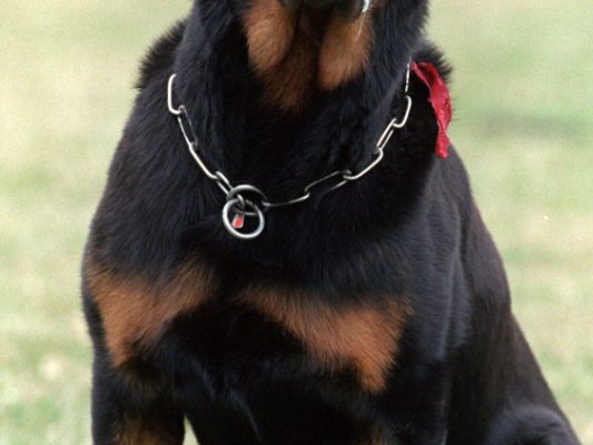 Ein Rottweiler biss in der Steiermark einem Kleinkind ins Bein