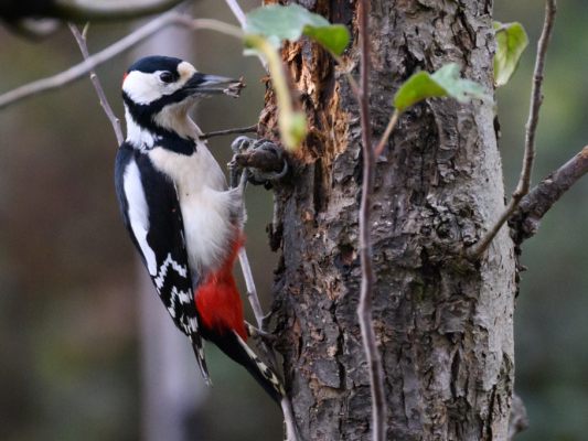 Buntspechte brauchen Altholz zum Nisten und zur Nahrugssuche