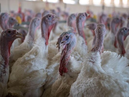 In ganz Spanien gilt ab nun eine Stallpflicht