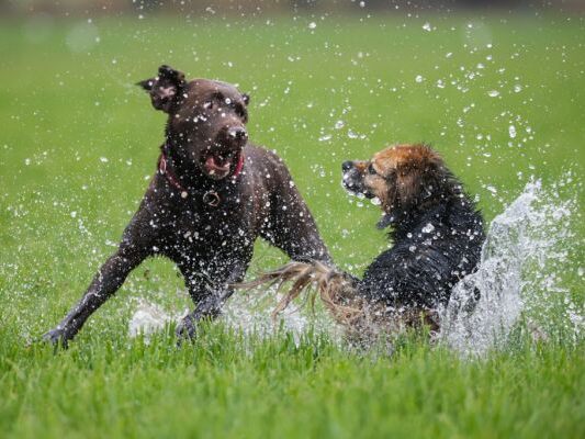 Die Tiere ignorierten die Kommandos ihres Besitzers