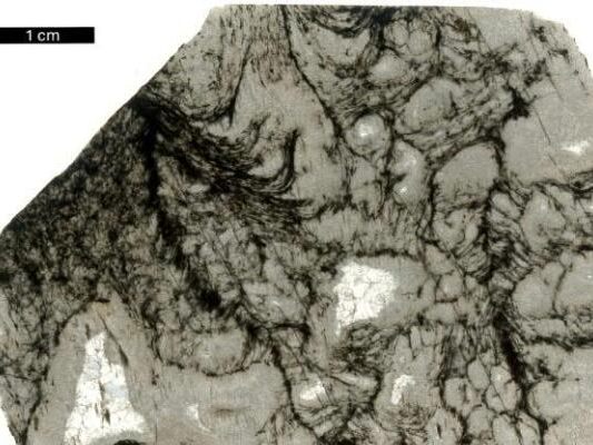 Schwarze Strukturen im Gestein wurden von Mikroorganismen vor 2,5 Mrd. Jahren hinterlassen