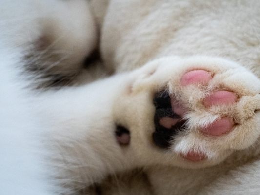 Rund 400 Besitzer von Hunden und Katzen wurden befragt