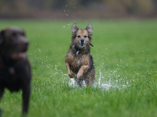 Für Hunde muss südlich des Brenner doch nicht extra bezahlt werden