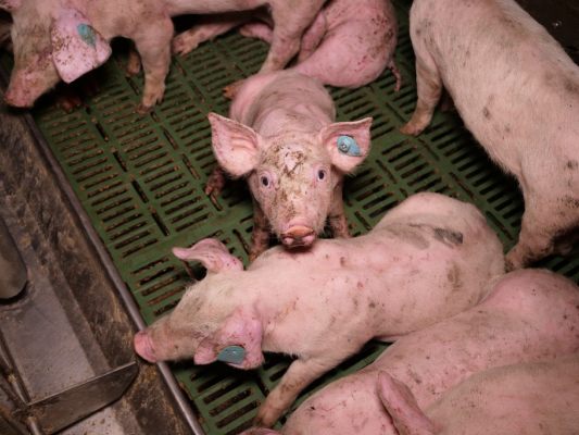 Behörde veranlasste umgehende Prüfung