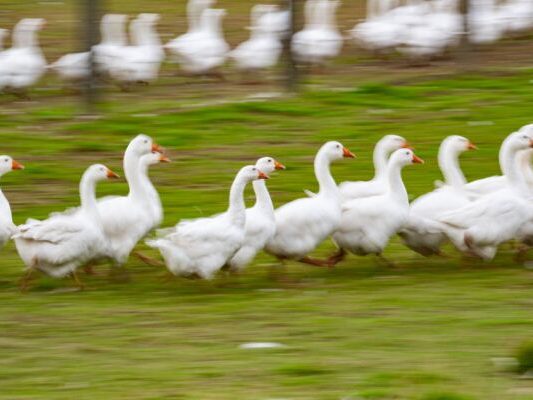 Die Gänse werden getötet