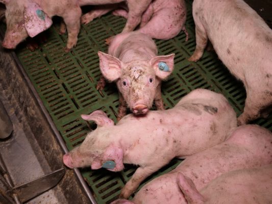 Ein veröffentlichtes Video wurde geprüft