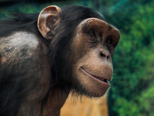 Jungtier wurde in Wohnung angekettet gehalten (Symbolbild)