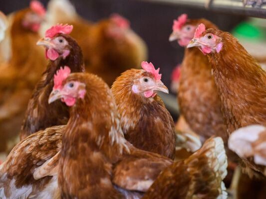 Ministerium: Risiko für Öffentlichkeit bleibt gering