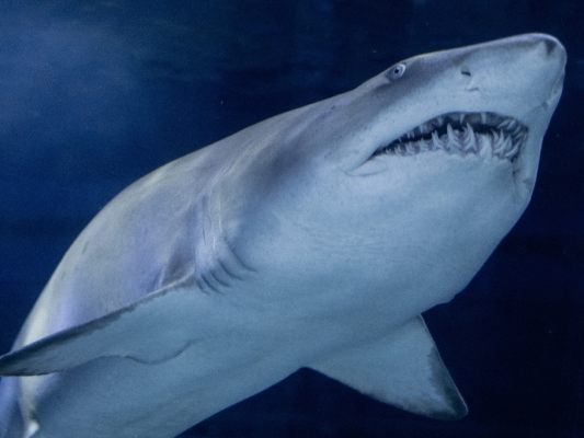 CITES thematisiert auch erstmals Handelsverbot für einige Hai-Arten