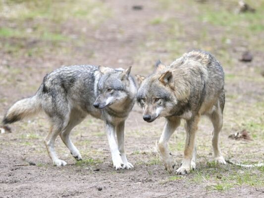 Wolfspärchen bleiben einander meist lebenslang treu