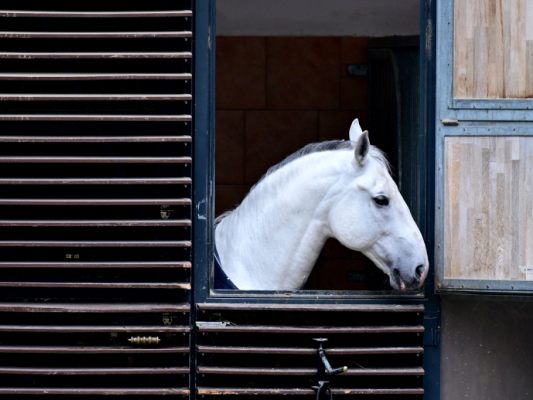 Inhalte von Befragung zu Jungtieren vor zwei Jahren aufgetaucht