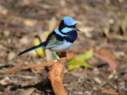 Der Prachtstaffelschwanz hat ein relativ großes Spektrum an Rufen