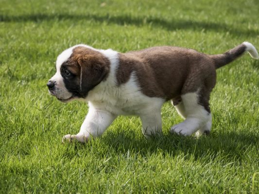 Für den Welpenhandel sollen strengere Vorgaben gelten