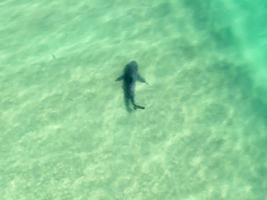 Ein Hai vor der Küste von New South Wales (Archivbild)
