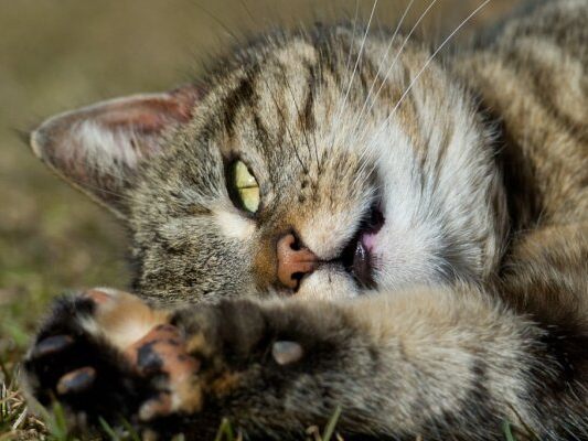 Studie spricht gegen Ausbreitung der Hauskatze mit frühen Bauern