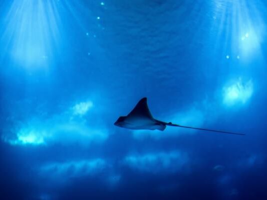 Mehr Schutz für Haie und Rochen beschlossen