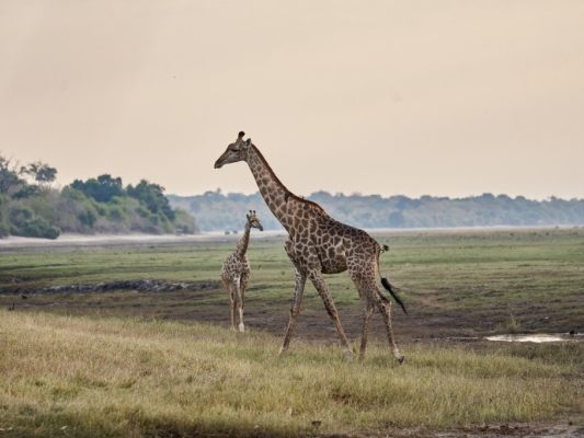 Weltartenkonferenz in Usbekistan dauert an