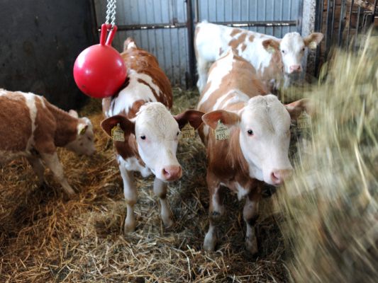 Der pensionierte Landwirt kam zwischen den Jungtieren zu liegen