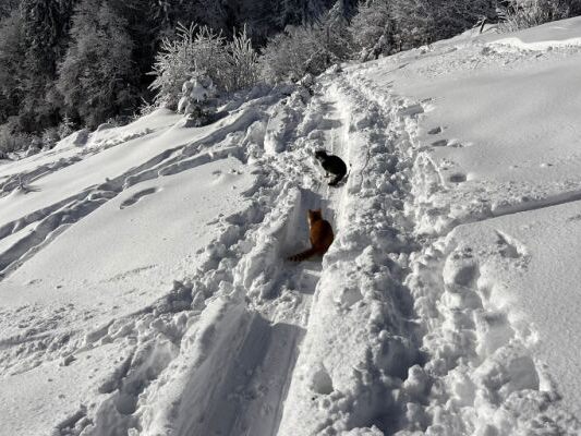 Tierschutzorganisation Pfotenhilfe rettete Haustiere aus Tiefschnee