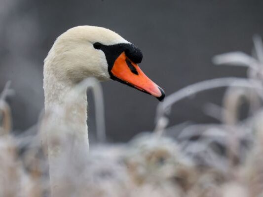 Schwan konnte sich nicht selbst befreien