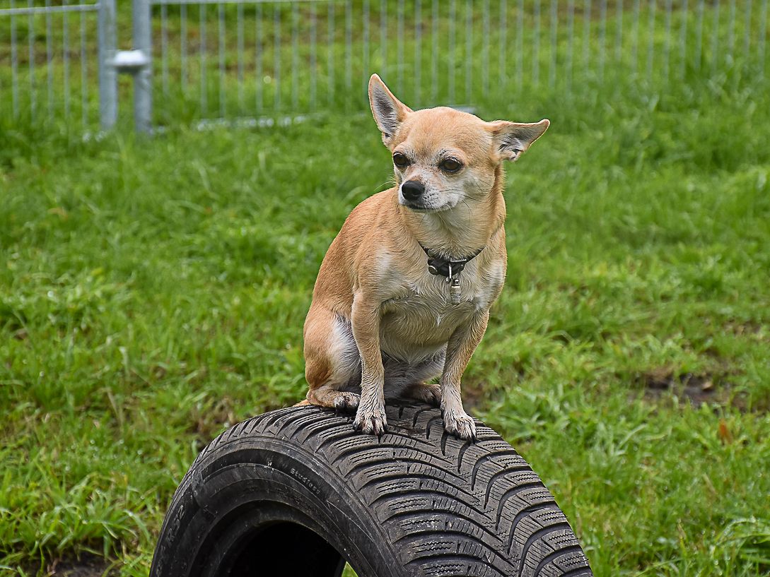 Die Freilauffläche bietet Hunden einen entspannten Auslauf