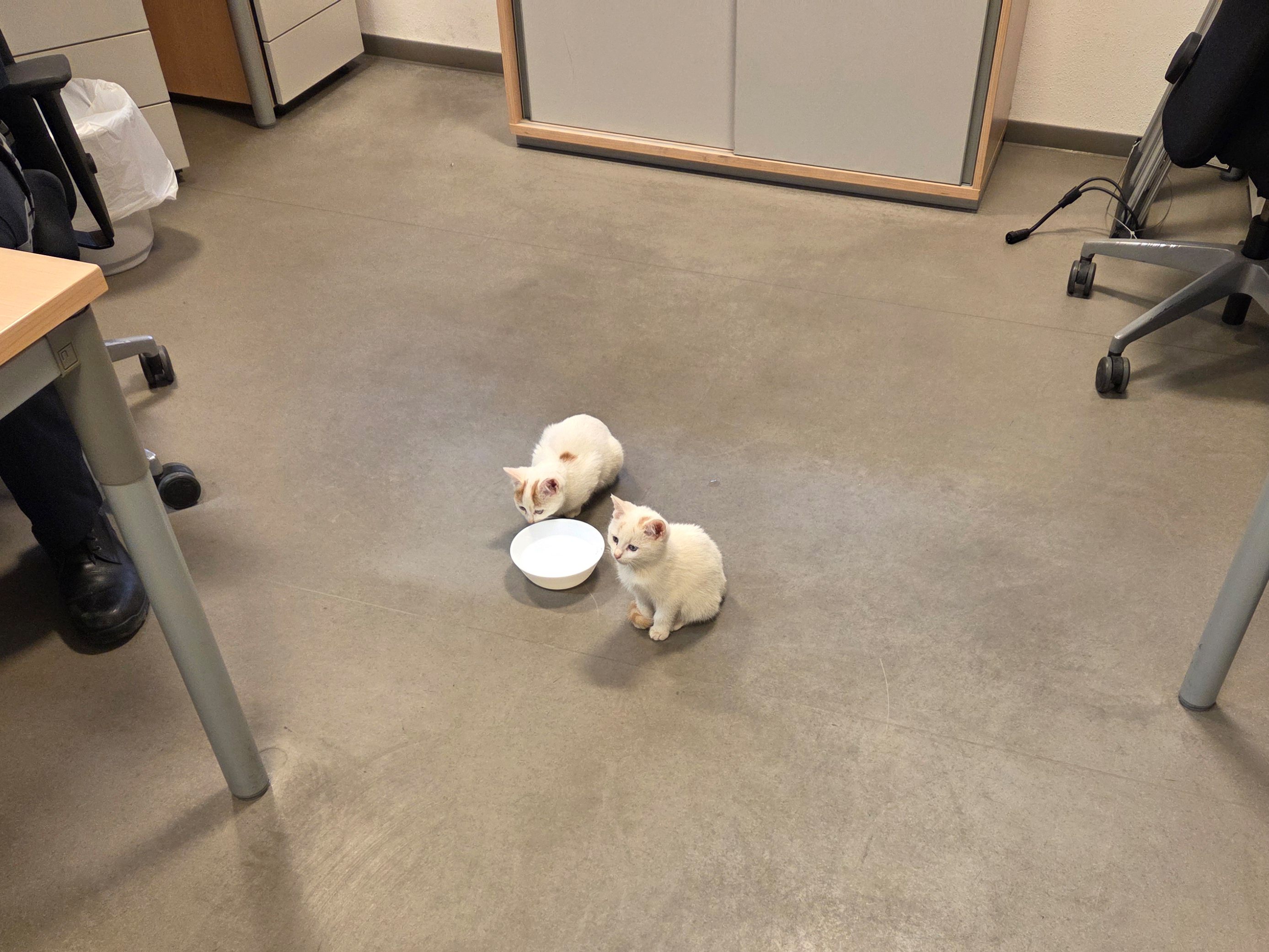 Die Katzen machten Bekanntschaft mit der Exekutive.