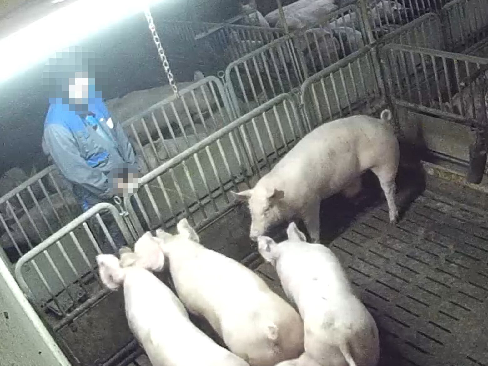 Aufnahmen zeigen, wie ein Arbeiter auf Schweine uriniert.