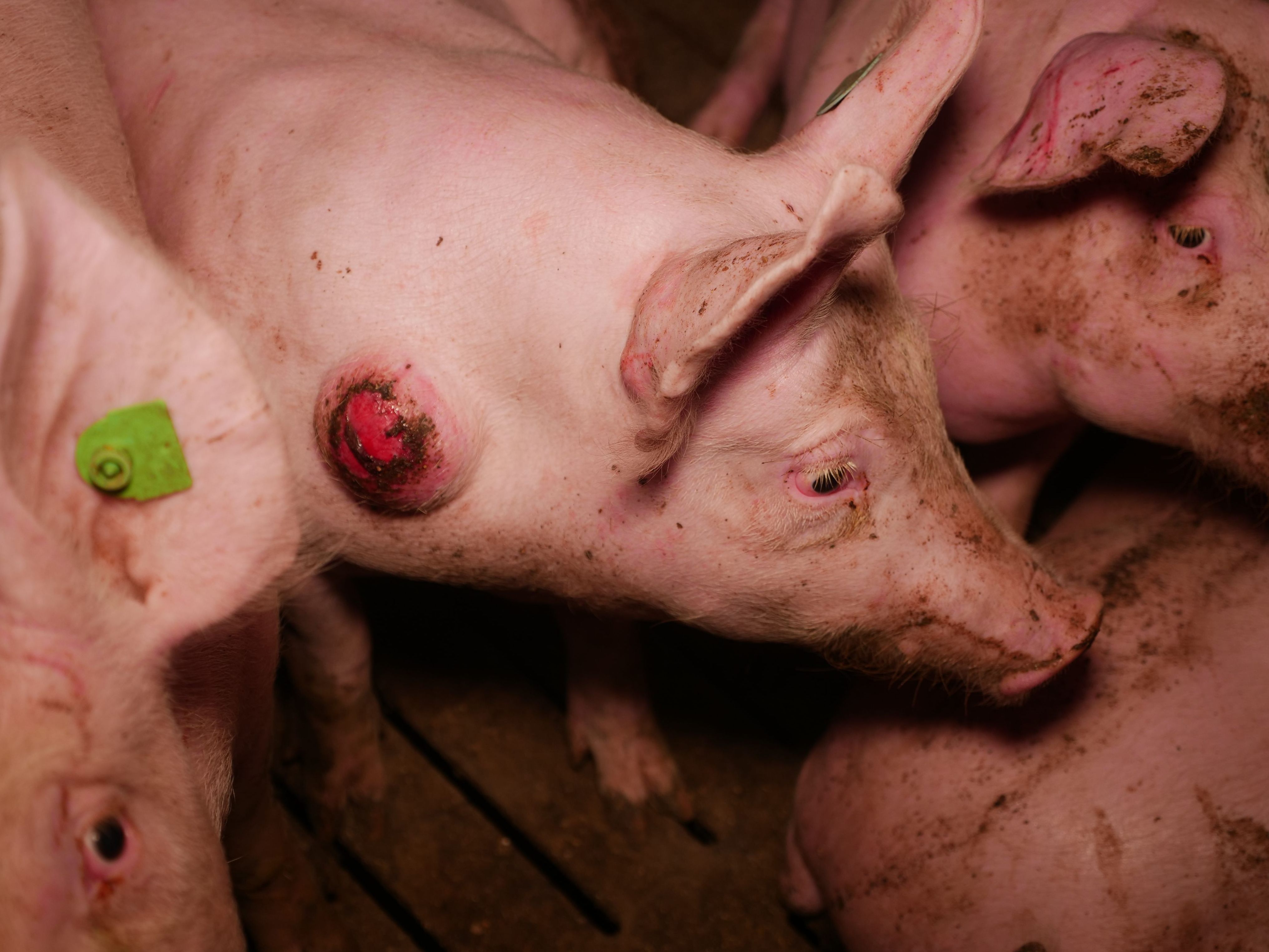 Der VGT zeigte Missstände in einem Schweine-Betrieb in Niederösterreich an.