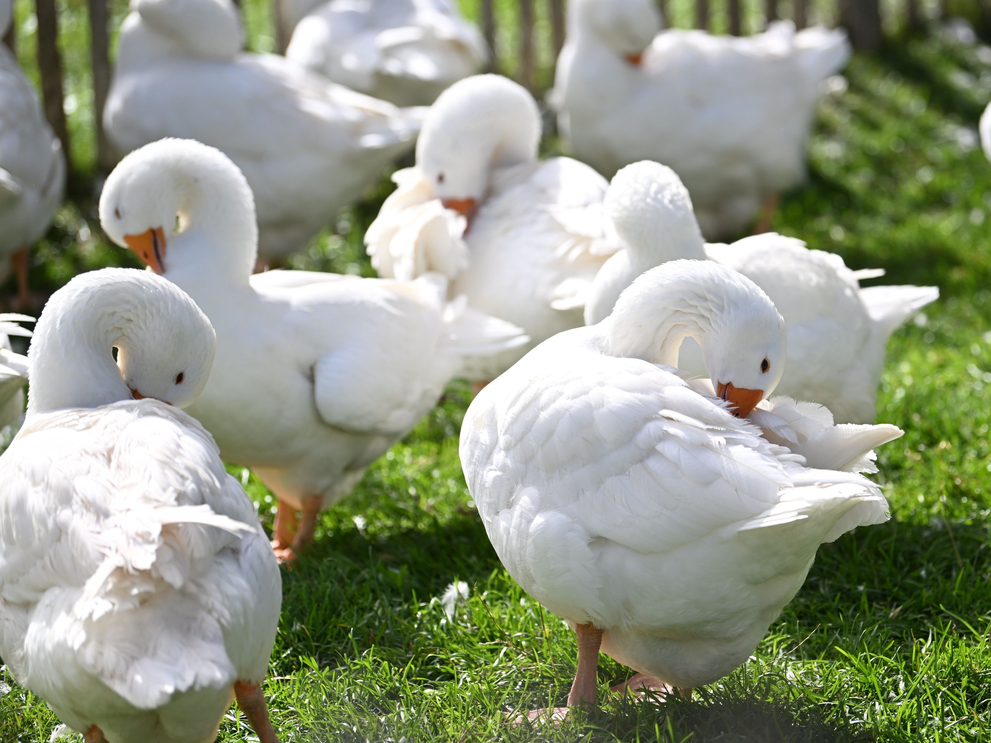 Die Vogelgrippe wurde in einem Betrieb mit 700 Gänsen in Steyr nachgewiesen.