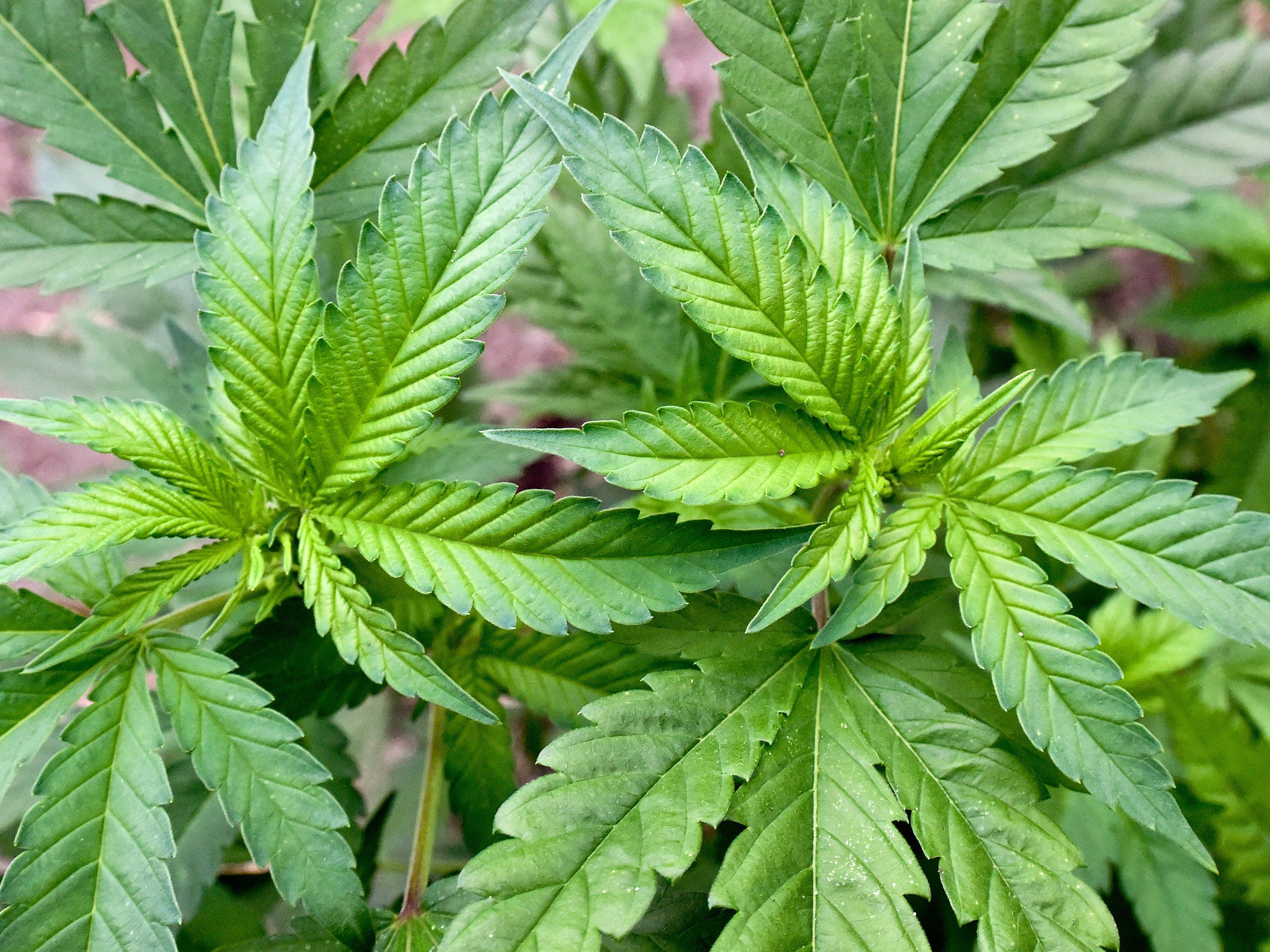 Die Regierung regelt den Verkauf von legalem Hanf neu.