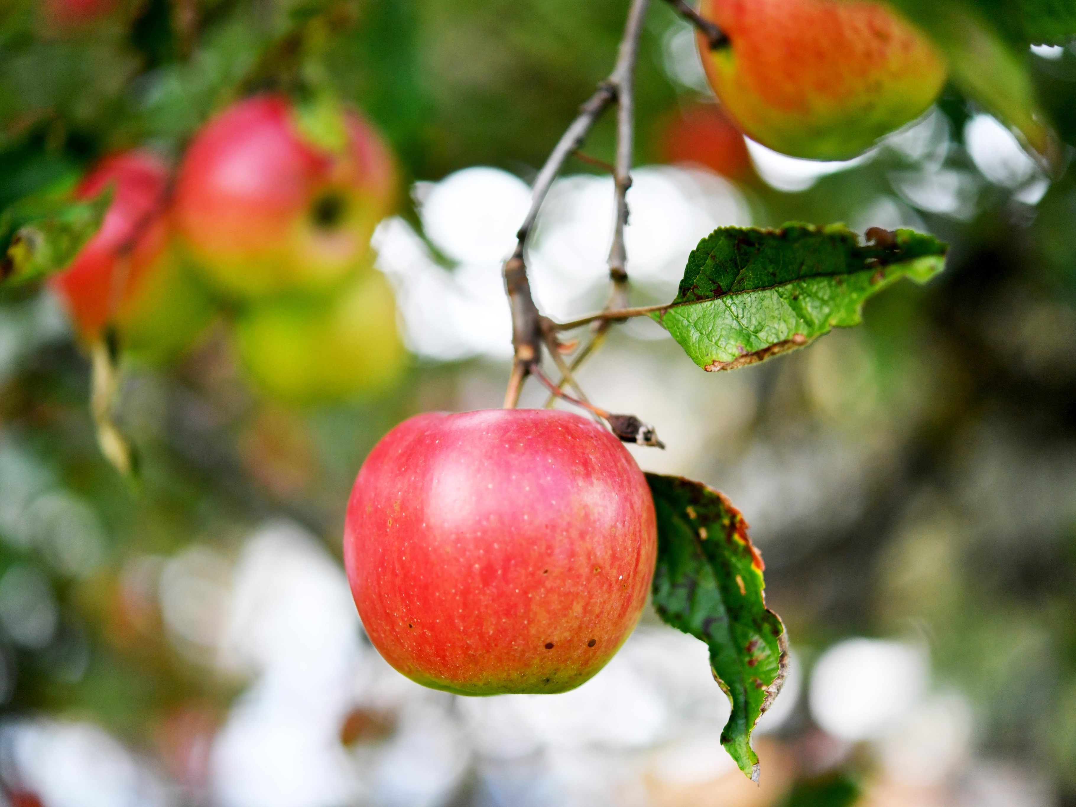Äpfel bei der Obsternte Spitzenreiter.