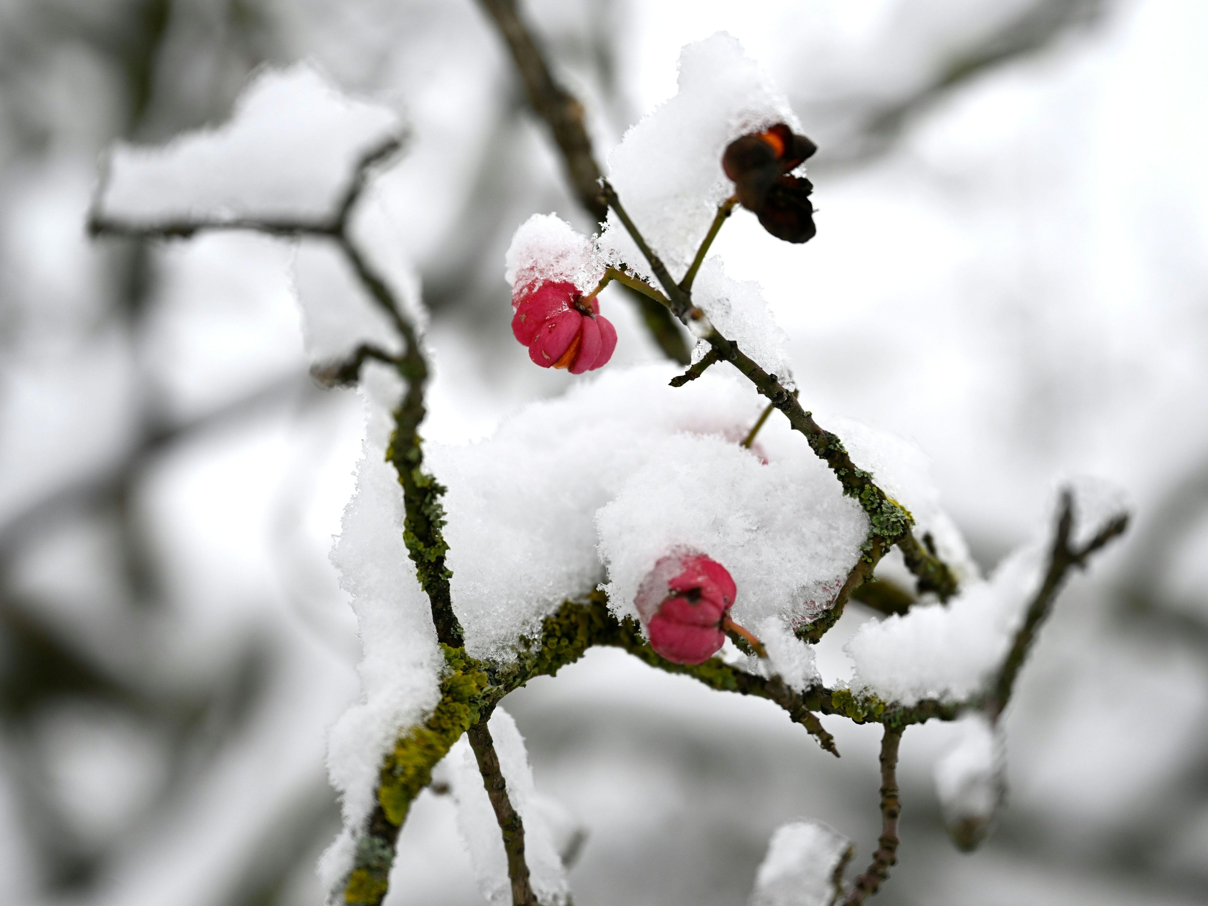 Die nächsten Tage werden kalt mit Schnee bis in die Niederungen.