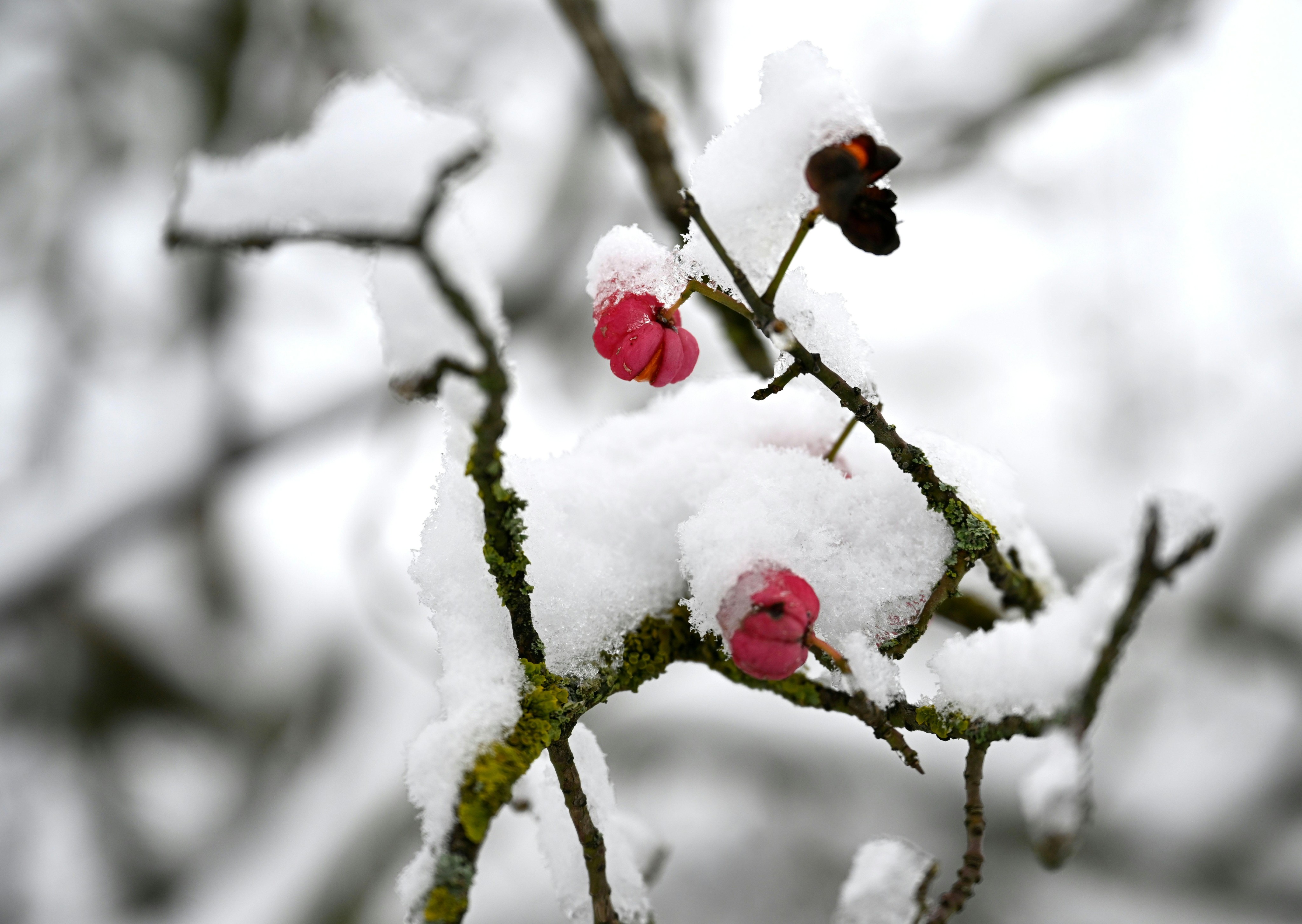 Polare Kälte bringt Schnee bis in die Niederungen