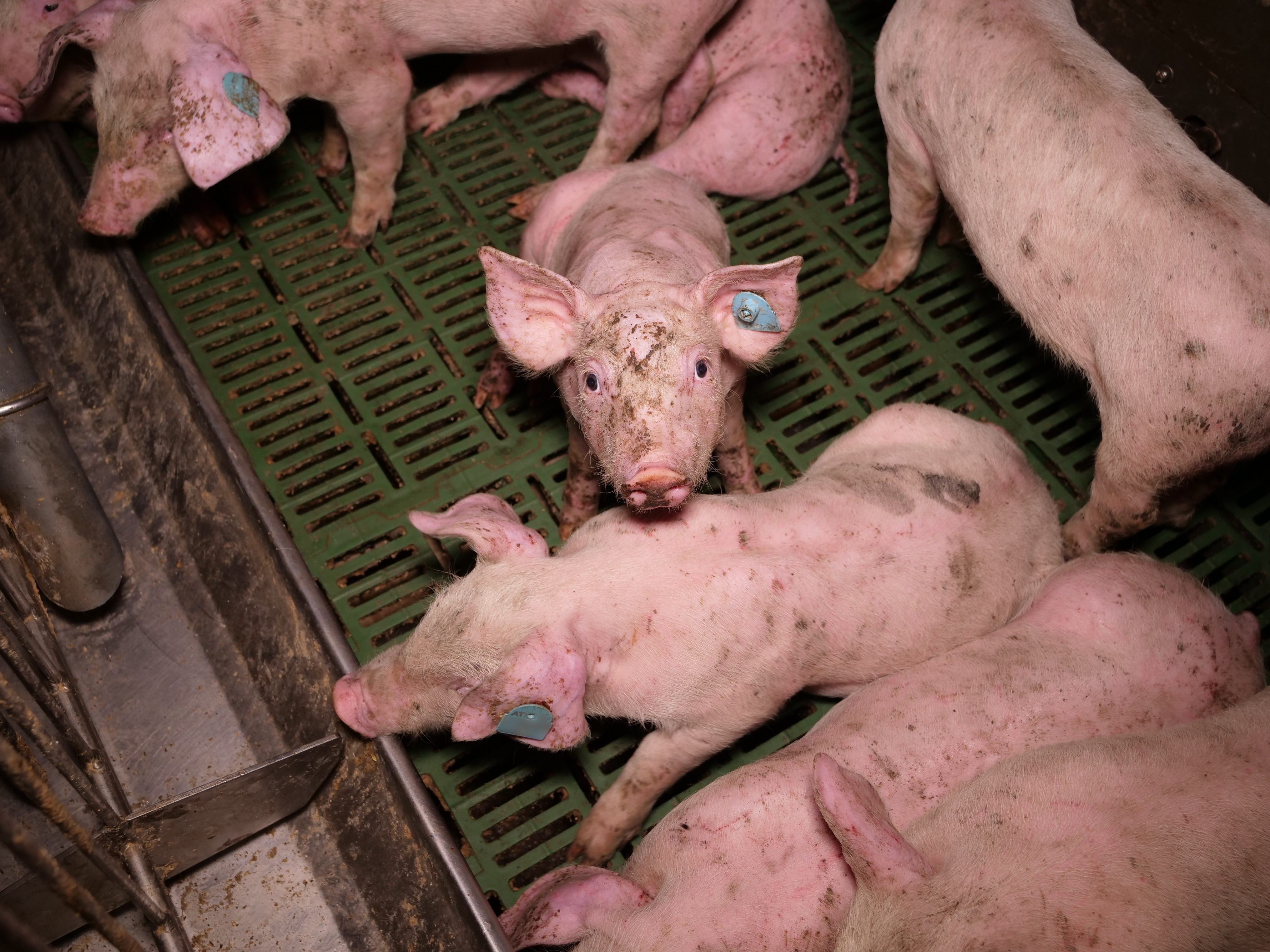 Nach Missständen in einem Schweinebetrieb werden die Kontrollen fortgesetzt.