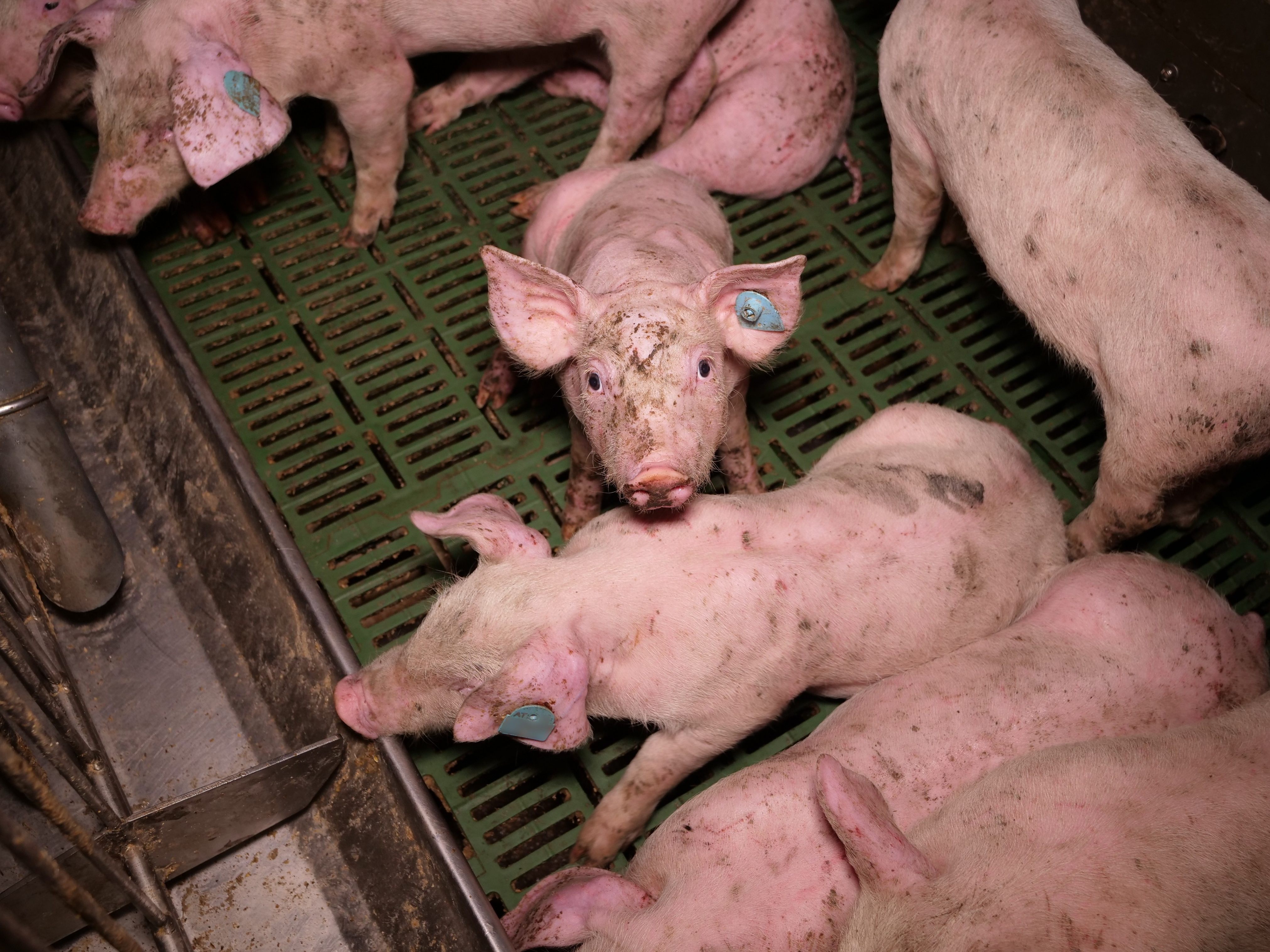 Maßnahmen werden für den Schweine-Betrieb ausgearbeitet.