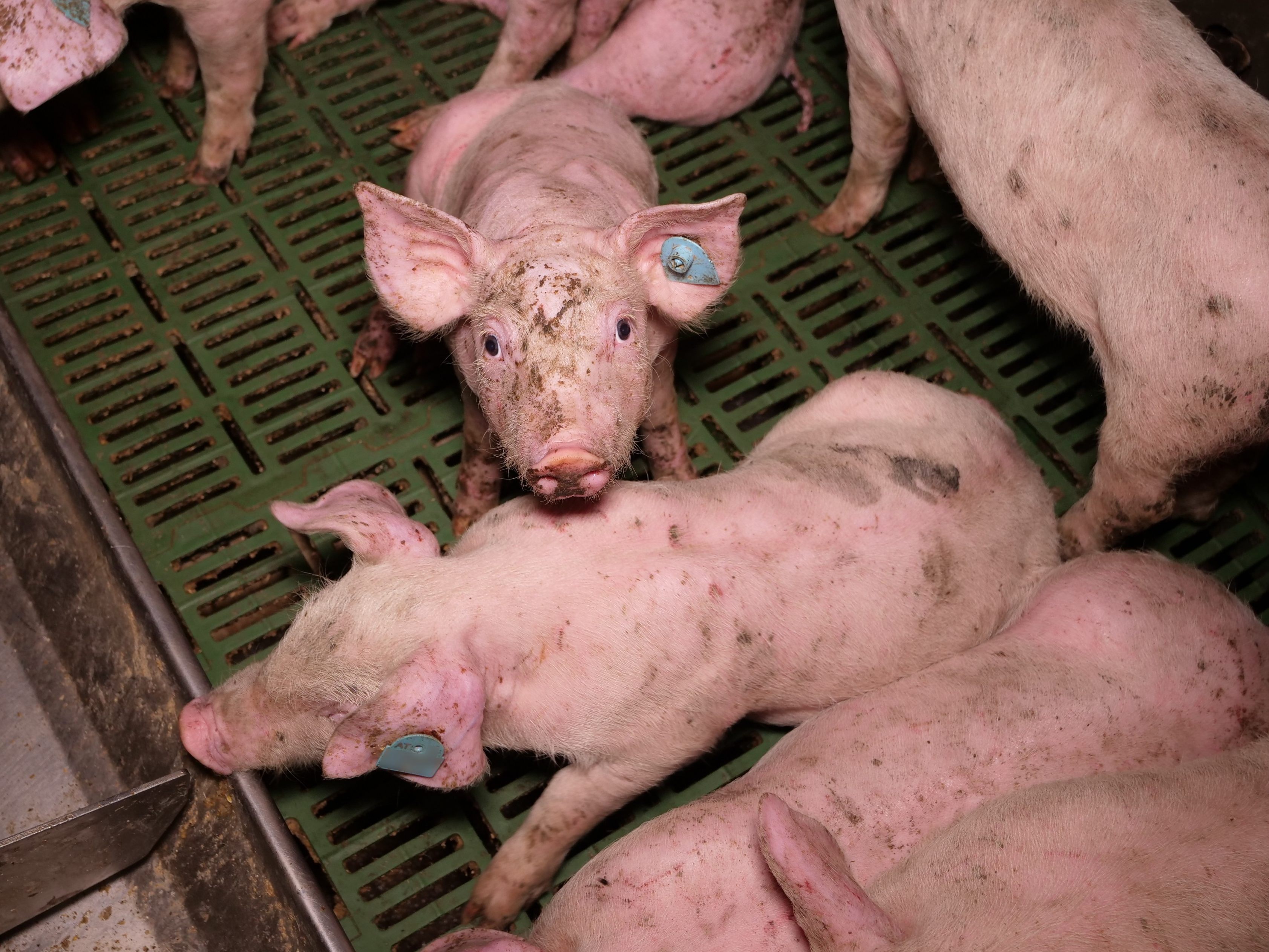 Der VGT hat Missstände in einem AMA-Schweine-Betrieb im Bezirk Hollabrunn geortet.