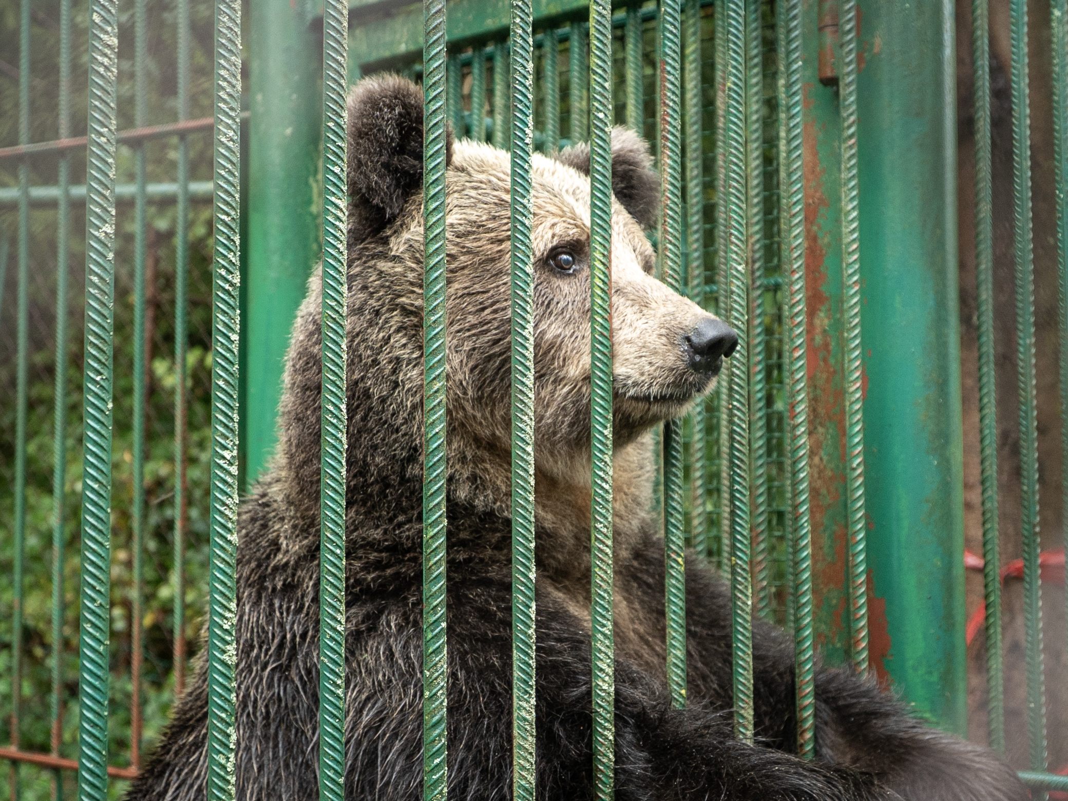 Die Rettung und der Transport von "Mici" sind planmäßig verlaufen.