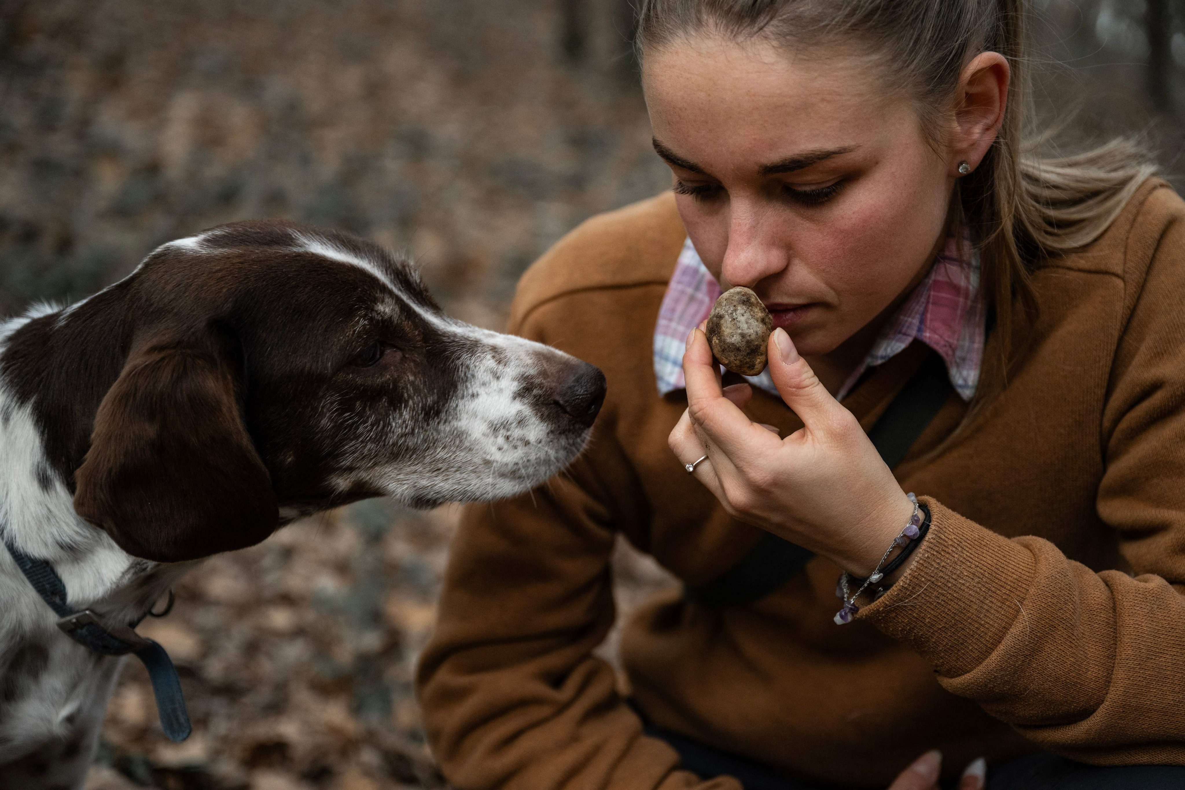 Beli tartuf v Italiji prodan za 110.000 evrov kupcu iz Hongkonga