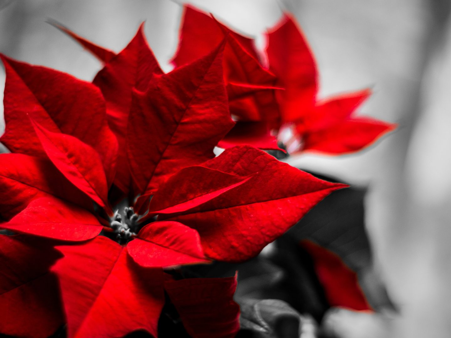 Start der Weihnachtsstern-Saison im Blumengroßhandel.