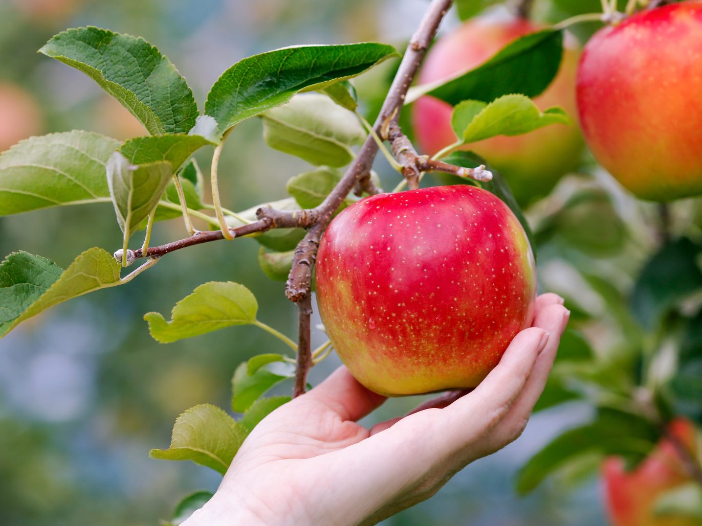 Am 14.11. ist Tag des Apfels.