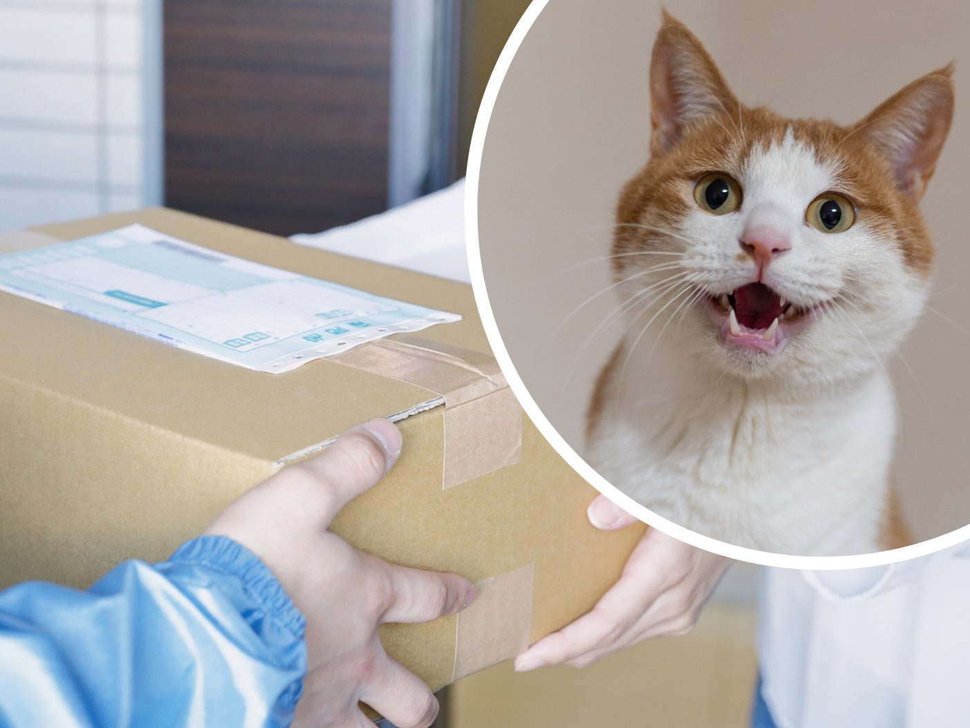 Eine Frau in Bayern gab versehentlich ihre Katze im Paket auf.
