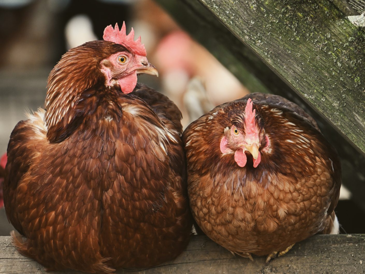 Stallpflicht ab heute in Vogelgrippe-Hochrisikogebieten.