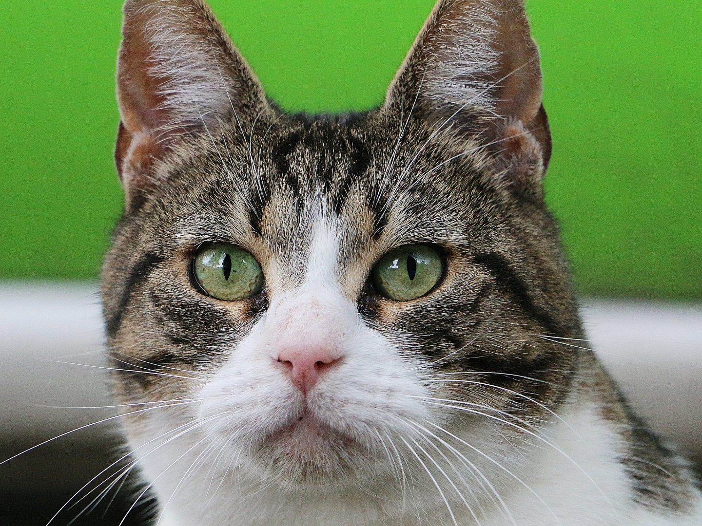 Die Hauskatze könnte erst vor rund 2.000 Jahren in Europa angekommen sein.