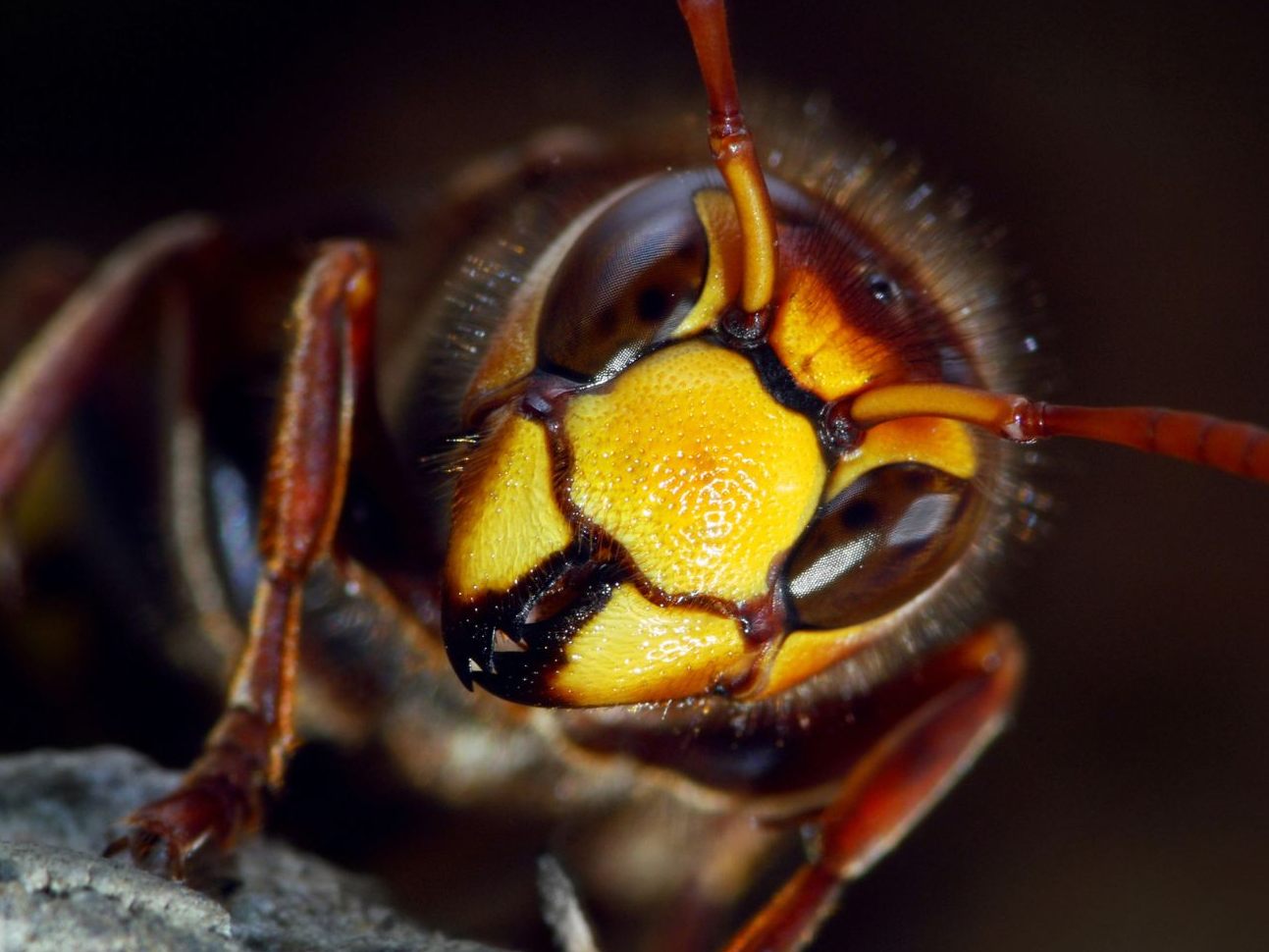 Hornisse tötet Vater und Sohn in Laos (Symbolbild)