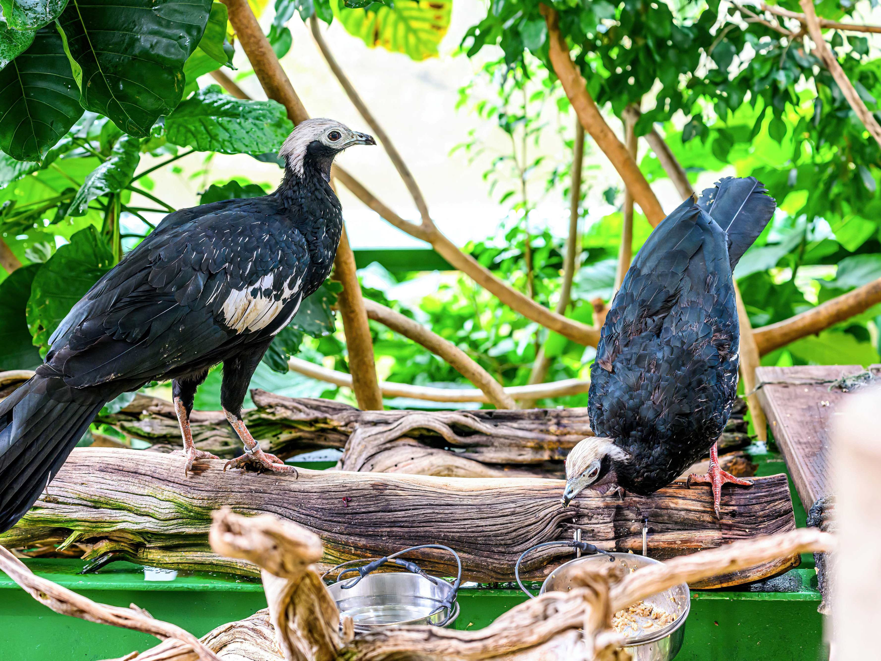 Die beiden Blaukehl-Guane.
