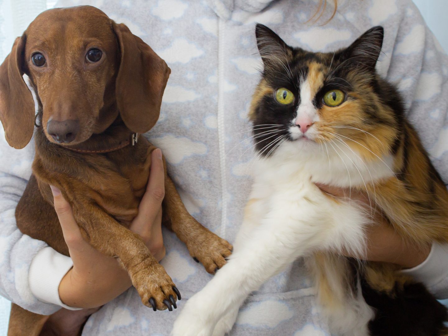 EU plant neue Haustier-Regeln: Was auf Hunds- und Katzenbesitzer zukommt